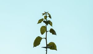 Preview wallpaper plant, stem, leaves