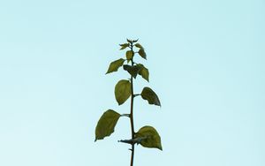 Preview wallpaper plant, stem, leaves
