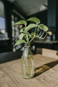 Preview wallpaper plant, stem, leaves, vase, decor