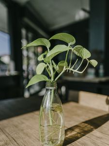 Preview wallpaper plant, stem, leaves, vase, decor