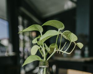 Preview wallpaper plant, stem, leaves, vase, decor
