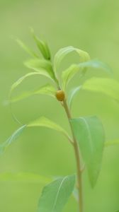 Preview wallpaper plant, stem, leaves, beetle, insect, green, nature