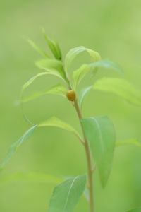 Preview wallpaper plant, stem, leaves, beetle, insect, green, nature