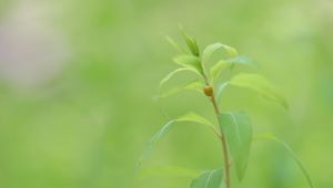 Preview wallpaper plant, stem, leaves, beetle, insect, green, nature