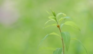 Preview wallpaper plant, stem, leaves, beetle, insect, green, nature