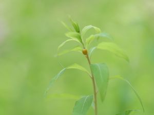 Preview wallpaper plant, stem, leaves, beetle, insect, green, nature