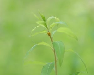 Preview wallpaper plant, stem, leaves, beetle, insect, green, nature