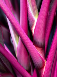 Preview wallpaper plant, stem, macro, pink