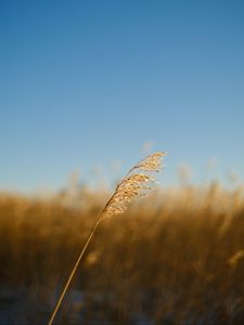 Preview wallpaper plant, stem, macro, blur, nature