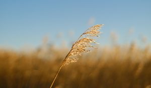 Preview wallpaper plant, stem, macro, blur, nature