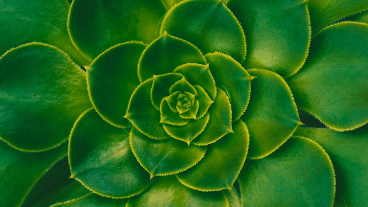 Wallpaper plant, succulent, green, leaves, symmetry