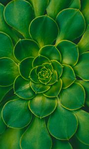 Preview wallpaper plant, succulent, green, leaves, symmetry