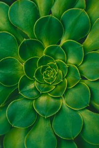 Preview wallpaper plant, succulent, green, leaves, symmetry