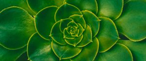 Preview wallpaper plant, succulent, green, leaves, symmetry