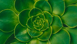 Preview wallpaper plant, succulent, green, leaves, symmetry