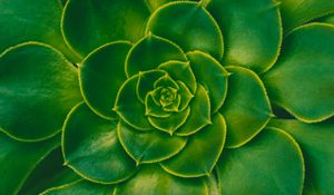 Preview wallpaper plant, succulent, green, leaves, symmetry