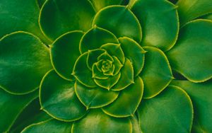 Preview wallpaper plant, succulent, green, leaves, symmetry