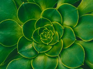 Preview wallpaper plant, succulent, green, leaves, symmetry