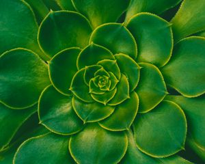 Preview wallpaper plant, succulent, green, leaves, symmetry