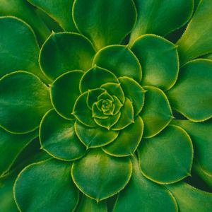 Preview wallpaper plant, succulent, green, leaves, symmetry