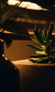 Preview wallpaper plant, succulent, green, macro, houseplant