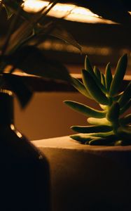 Preview wallpaper plant, succulent, green, macro, houseplant