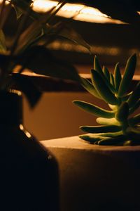 Preview wallpaper plant, succulent, green, macro, houseplant