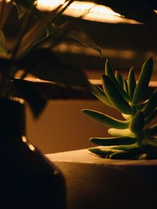 Preview wallpaper plant, succulent, green, macro, houseplant