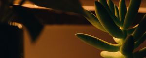 Preview wallpaper plant, succulent, green, macro, houseplant