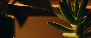 Preview wallpaper plant, succulent, green, macro, houseplant