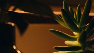 Preview wallpaper plant, succulent, green, macro, houseplant