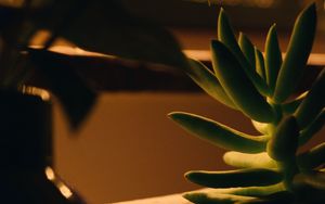 Preview wallpaper plant, succulent, green, macro, houseplant