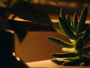 Preview wallpaper plant, succulent, green, macro, houseplant