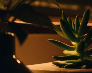 Preview wallpaper plant, succulent, green, macro, houseplant