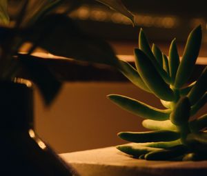 Preview wallpaper plant, succulent, green, macro, houseplant