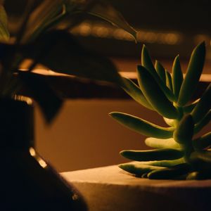 Preview wallpaper plant, succulent, green, macro, houseplant