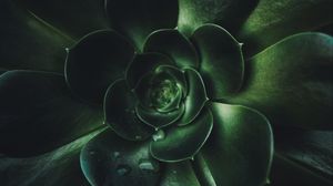 Preview wallpaper plant, succulent, leaves, macro, green