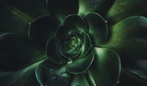 Preview wallpaper plant, succulent, leaves, macro, green