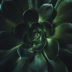 Preview wallpaper plant, succulent, leaves, macro, green