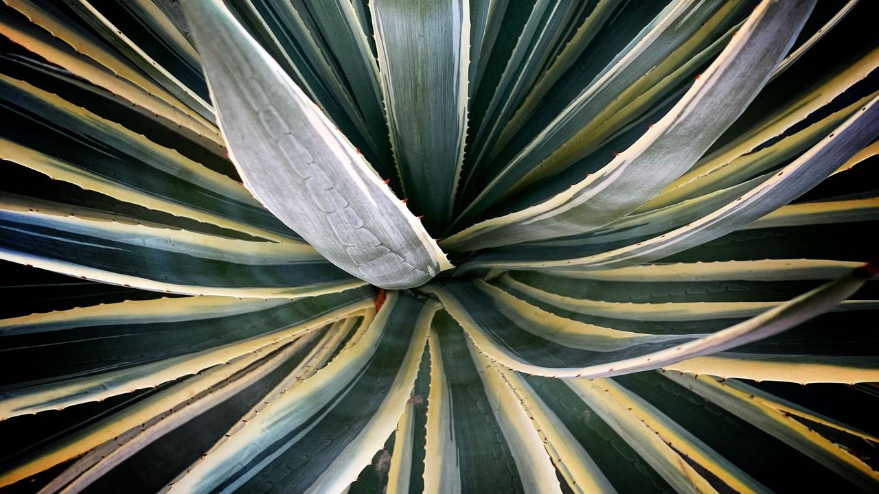 Wallpaper plant, succulent, leaves, stripes, green