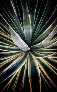 Preview wallpaper plant, succulent, leaves, stripes, green