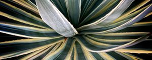 Preview wallpaper plant, succulent, leaves, stripes, green