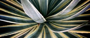 Preview wallpaper plant, succulent, leaves, stripes, green