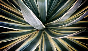 Preview wallpaper plant, succulent, leaves, stripes, green