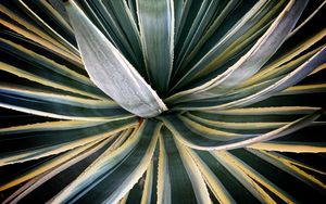 Preview wallpaper plant, succulent, leaves, stripes, green