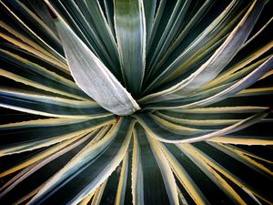 Preview wallpaper plant, succulent, leaves, stripes, green