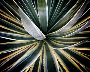 Preview wallpaper plant, succulent, leaves, stripes, green