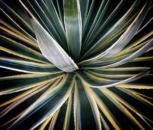 Preview wallpaper plant, succulent, leaves, stripes, green