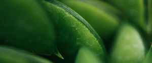 Preview wallpaper plant, succulent, macro, green