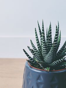 Preview wallpaper plant, succulent, striped, decorative